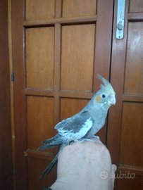 Calopsita allevato a mano