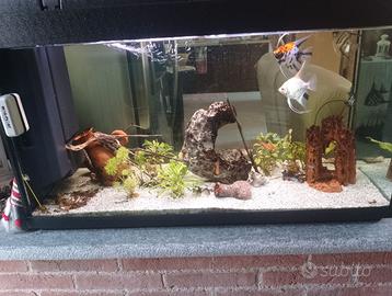 Acquario