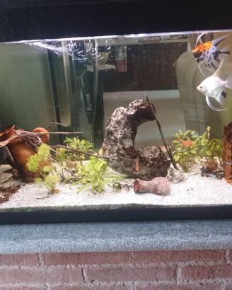 Acquario