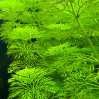Pianta Limnophila sessiflora per acquario dolce