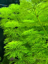 Pianta Limnophila sessiflora per acquario dolce