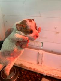 Cuccioli jack russel