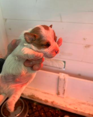 Cuccioli jack russel
