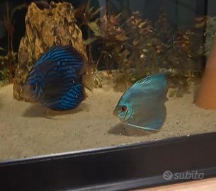 4 discus da 10 e 12 cm