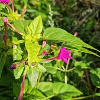 mirabilis jalapa bella di notte pianta gelsomino