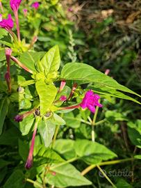 mirabilis jalapa bella di notte pianta gelsomino