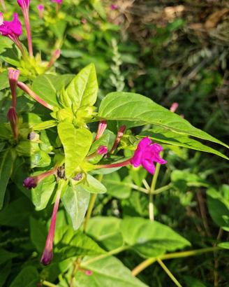 mirabilis jalapa bella di notte pianta gelsomino