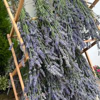 Mazzi di lavanda