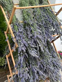 Mazzi di lavanda