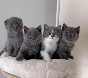 Scottish fold e straight
