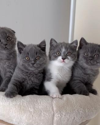 Scottish fold e straight