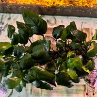 Anubias  - Pianta Acquario facile