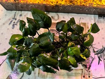 Anubias  - Pianta Acquario facile