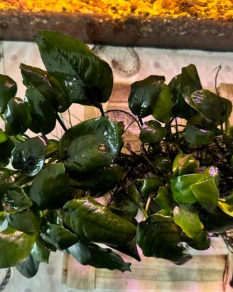 Anubias  - Pianta Acquario facile