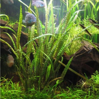 Pianta Cryptocoryne Balansae