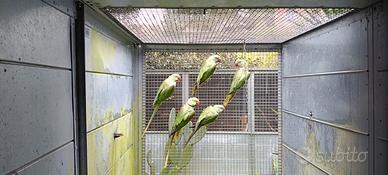 Coppia grande Alessandrino