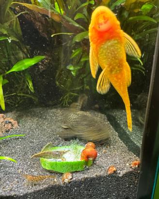 Ancistrus gold