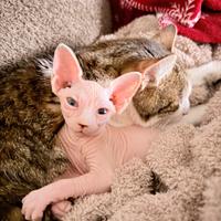 Sphynx