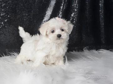 Cucciola di Maltese