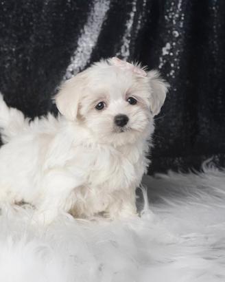 Cucciola di Maltese