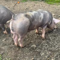 Pietrain con pedigree