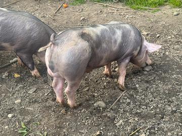 Pietrain con pedigree