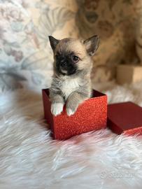 Chihuahua pelo lungo maschietto