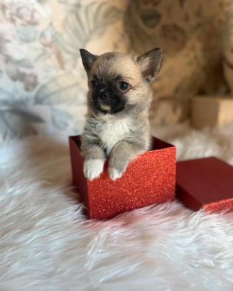 Chihuahua pelo lungo maschietto