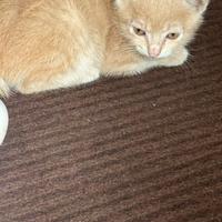 Doniamo piccolo gattino