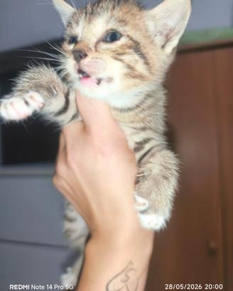 Gattini