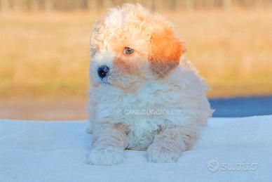 Rolly teacup puppies in hot sale vendita