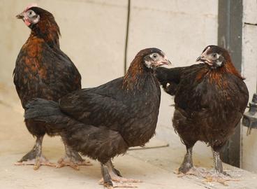 Pulcini di galline di varie razze