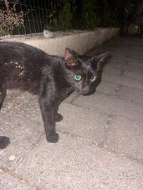 Gatto felino