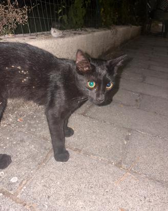 Gatto felino