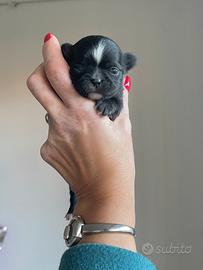 Cuccioli chihuahua chocolate scuri