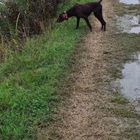 Bracco tedesco femmina pronta caccia
