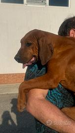 Cuccioli di Rhodesian Ridgeback