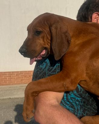Cuccioli di Rhodesian Ridgeback