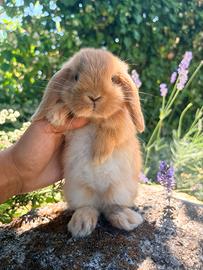 Cuccioli conigli - coniglietti ARIETE NANI