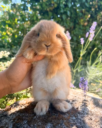 Cuccioli conigli - coniglietti ARIETE NANI