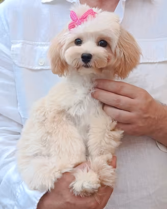Maltipoo femminuccia mini