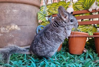Cucciola cincillà