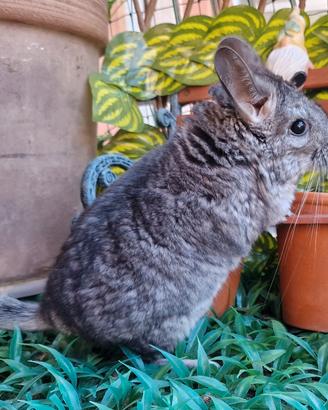 Cucciola cincillà