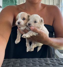 Maltipoo mini toy