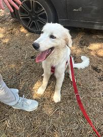 Cucciolo 5 mesi