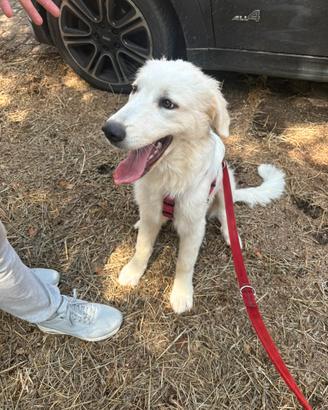 Cucciolo 5 mesi