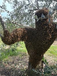 Sciami di api