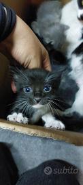 Gattini in adozione