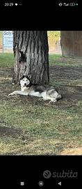Husky