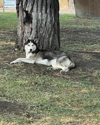 Husky